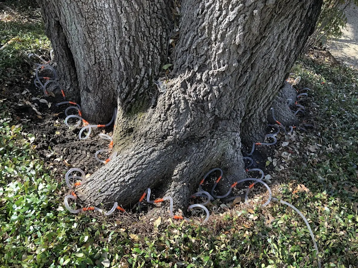 Detailed Tree Cabling and Bracing job site in Port Richey