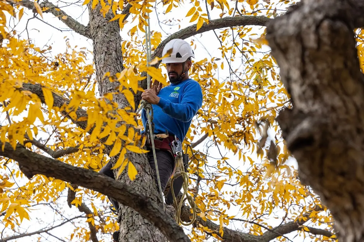 Skilled Tree Pruning crew working in Port Richey